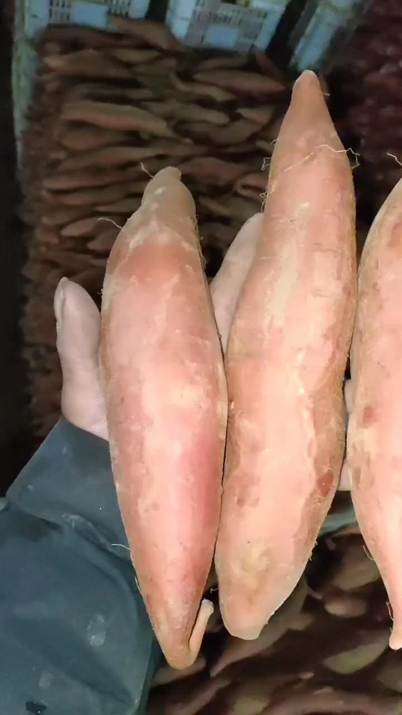 大量烟薯
