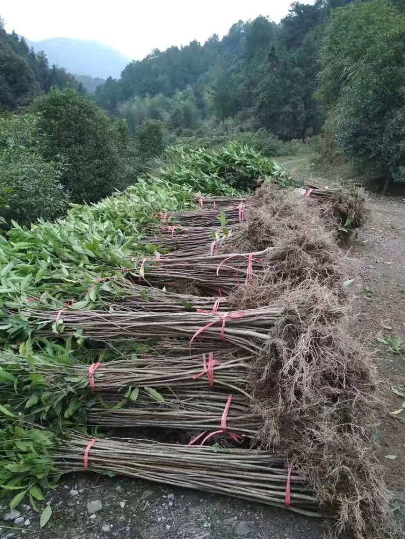 【自产自销】桂花苗四季桂八月桂桂花小苗大量有货