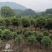 【自产自销】桂花苗四季桂八月桂桂花小苗大量有货
