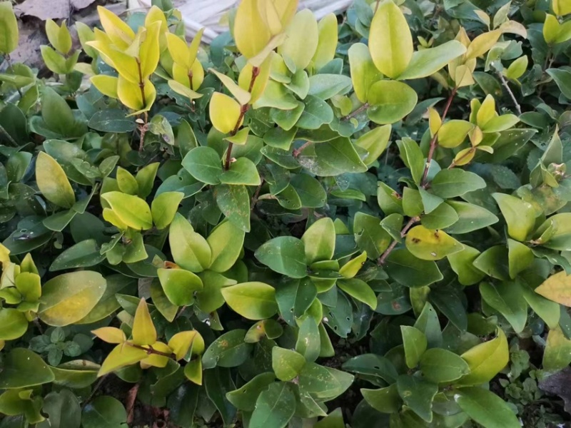 【自产自销】桂花苗四季桂八月桂桂花小苗大量有货