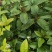 【自产自销】桂花苗四季桂八月桂桂花小苗大量有货