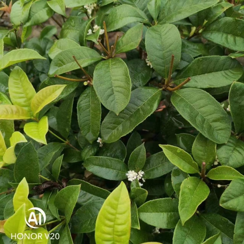 【自产自销】桂花苗四季桂八月桂桂花小苗大量有货