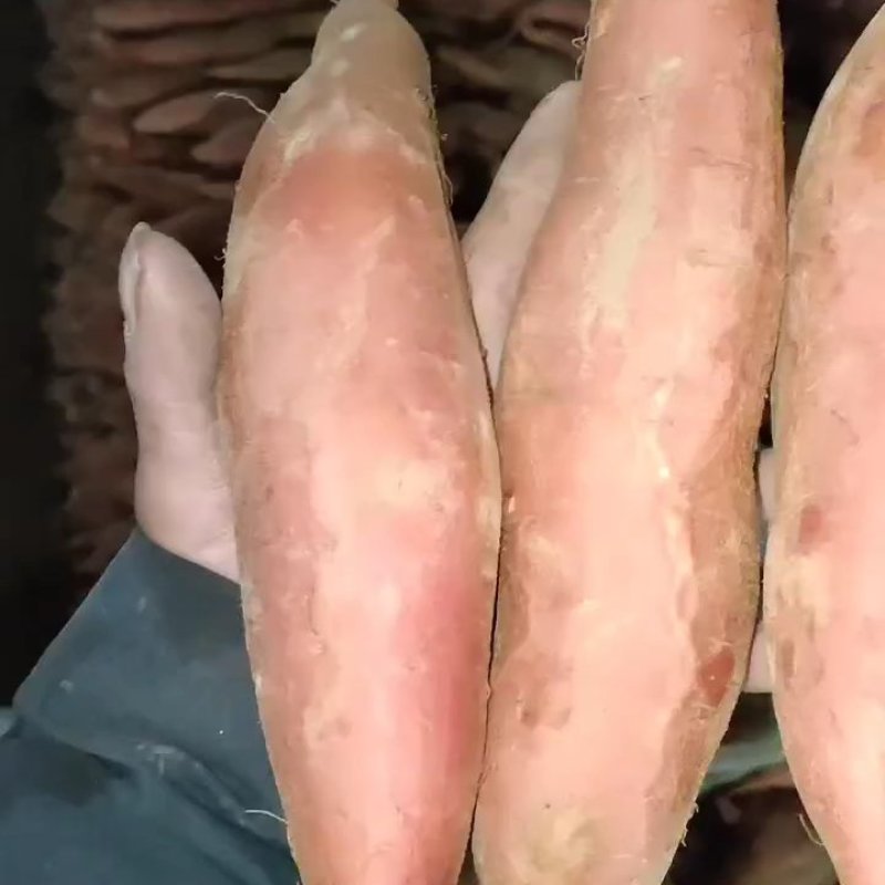 大量烟薯
