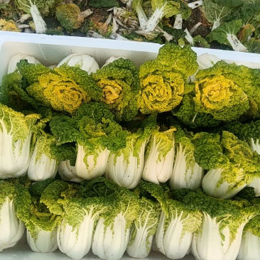 专业种菜，代办二十多年，能保证客户每一车的质量，