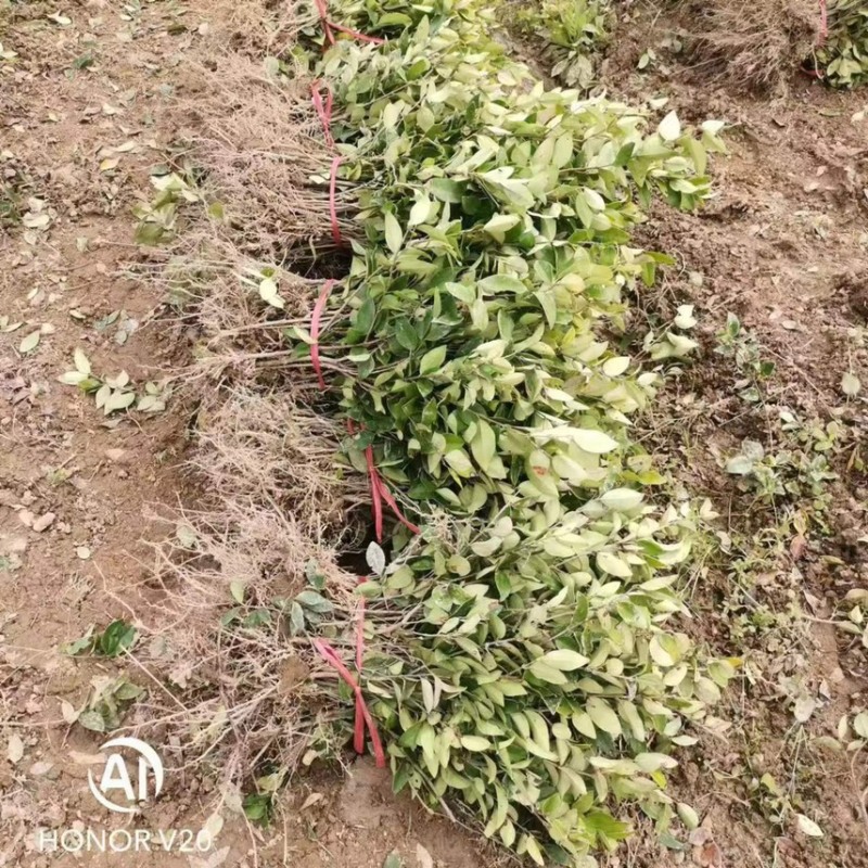 【推荐】金森女贞金森女贞苗地苗绿化苗木量大从优