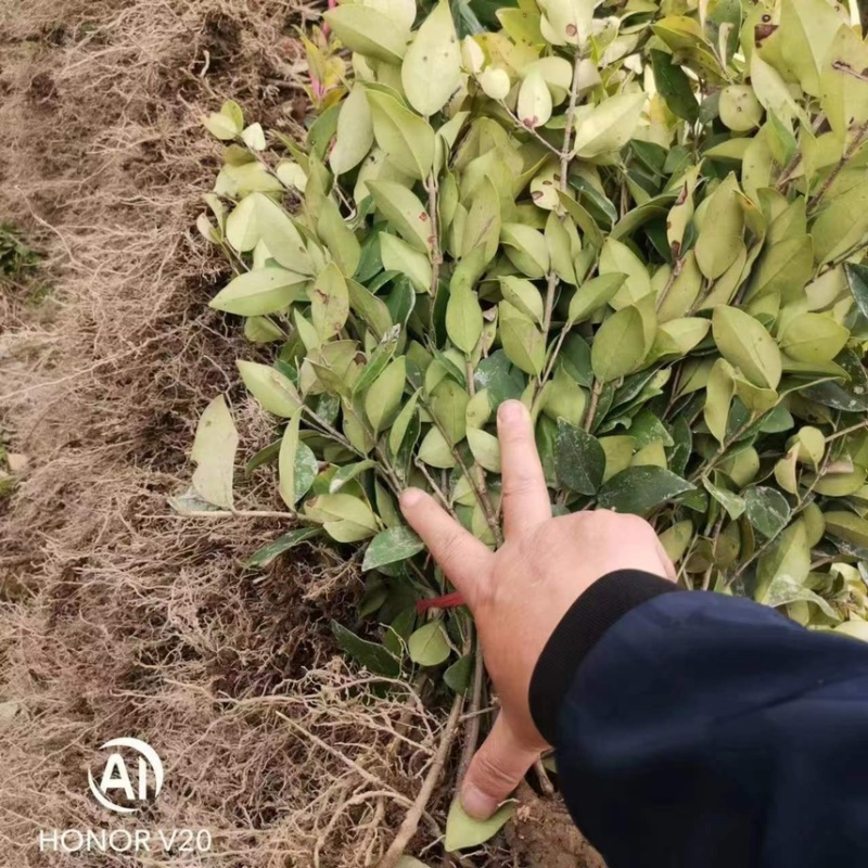 【推荐】金森女贞金森女贞苗地苗绿化苗木量大从优