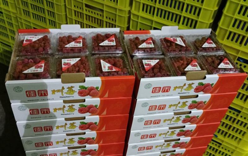 青海树莓鲜果(出口级精品礼盒包装3000米产区)