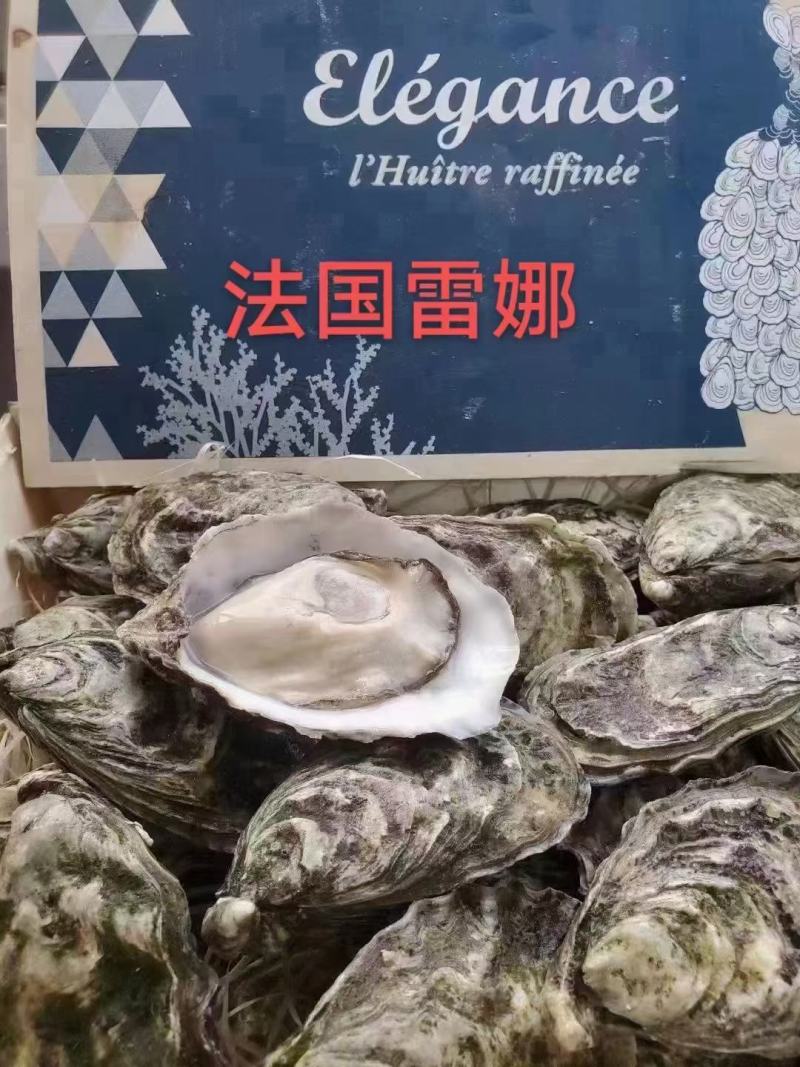 生蚝，目前货源充足，可大量供货，现货，新鲜，直签，鲜货