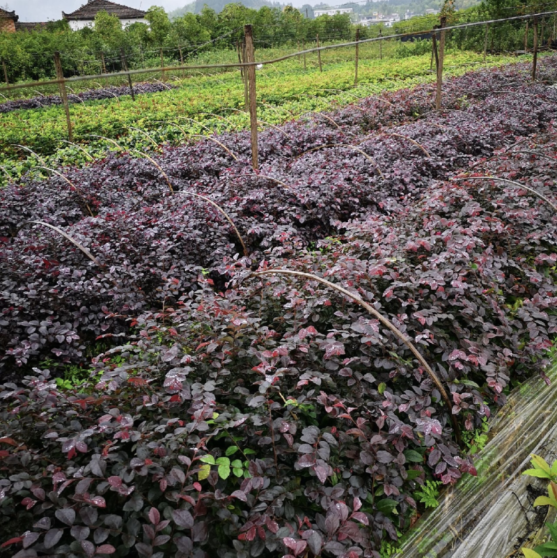 【自产自销】红花继木苗绿化工程红花继木小苗