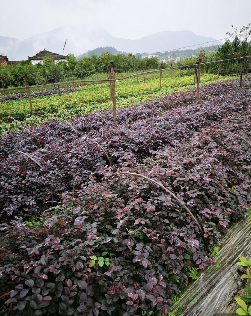 【自产自销】红花继木苗绿化工程红花继木小苗