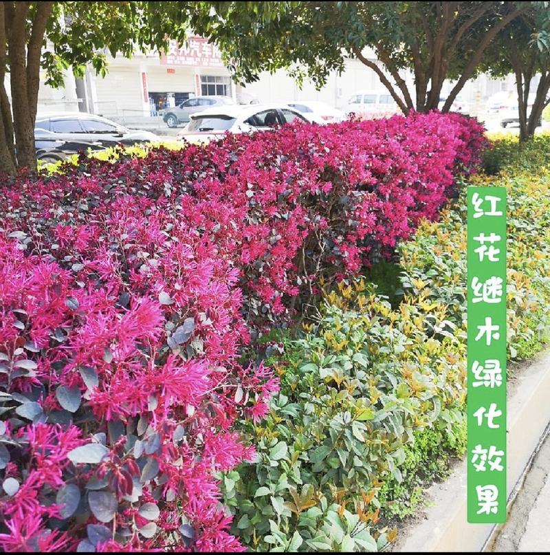 【自产自销】红花继木苗绿化工程红花继木小苗