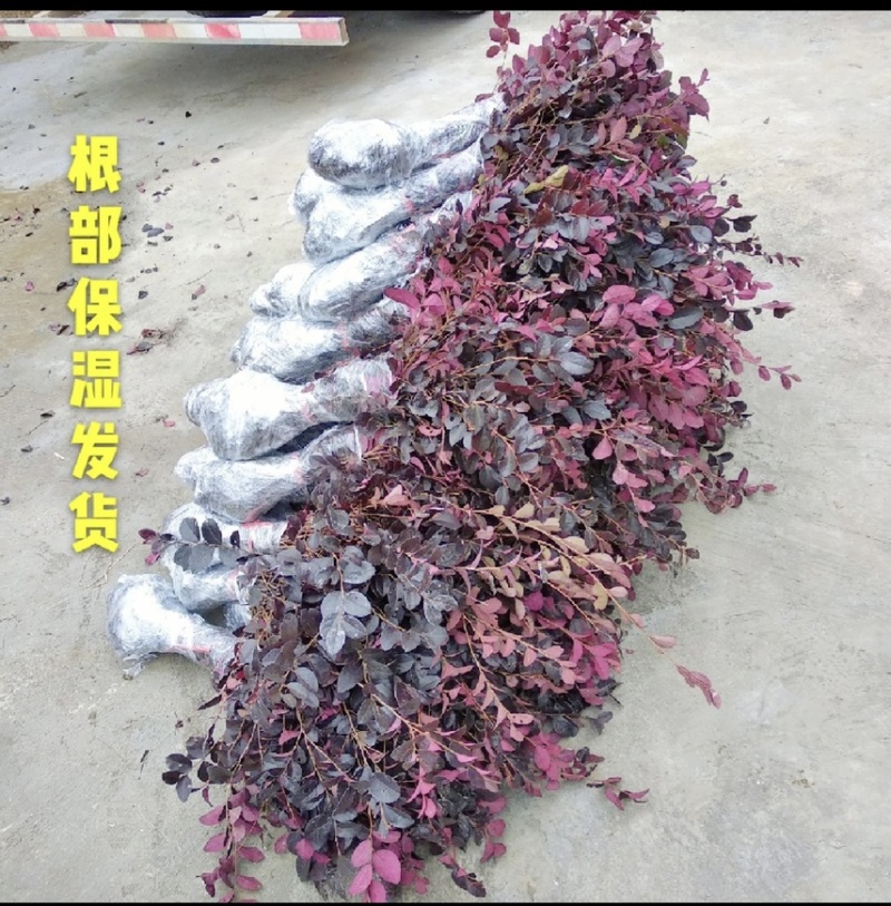 【自产自销】红花继木苗绿化工程红花继木小苗