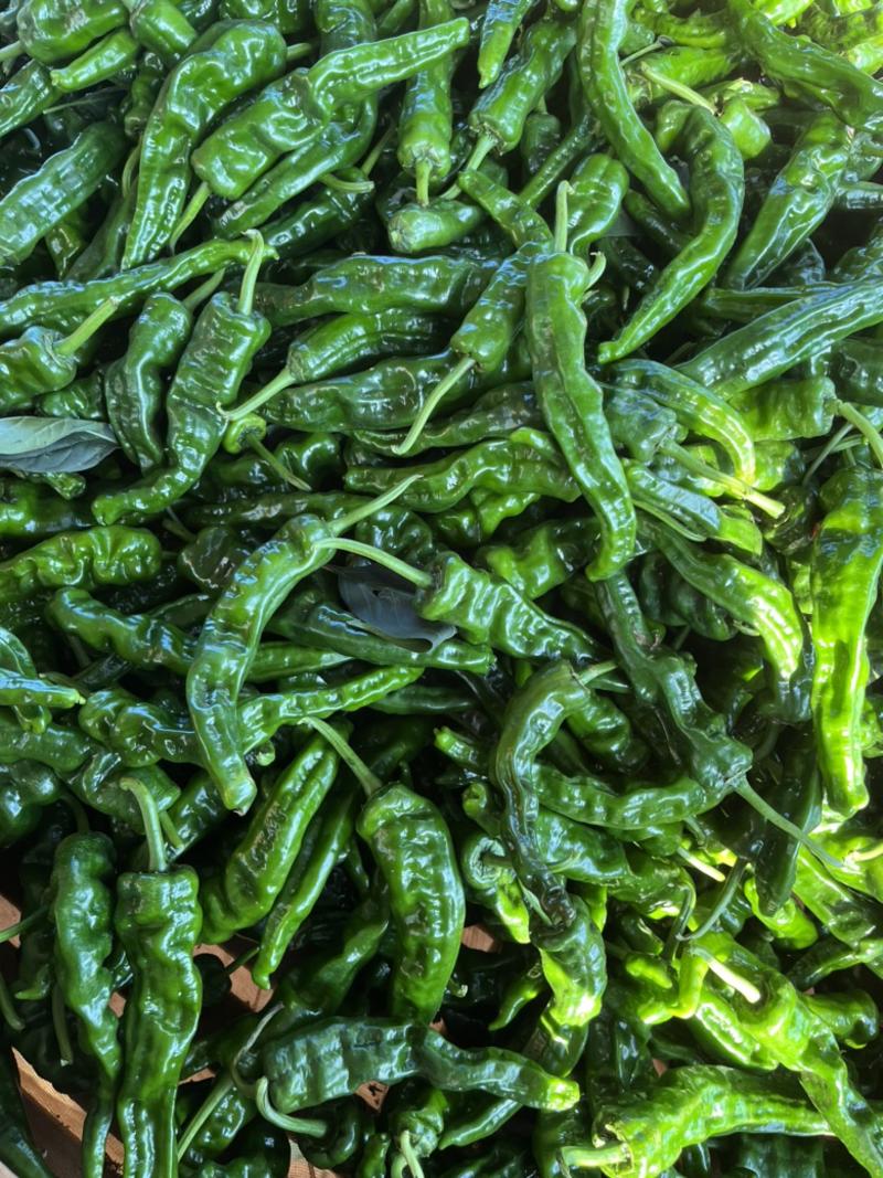 鲜辣椒-小皱皮椒大量上市（产地直发、质量保证）