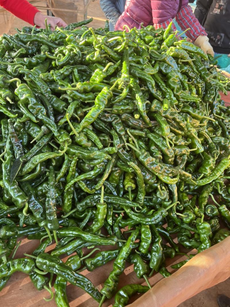 鲜辣椒-小皱皮椒大量上市（产地直发、质量保证）