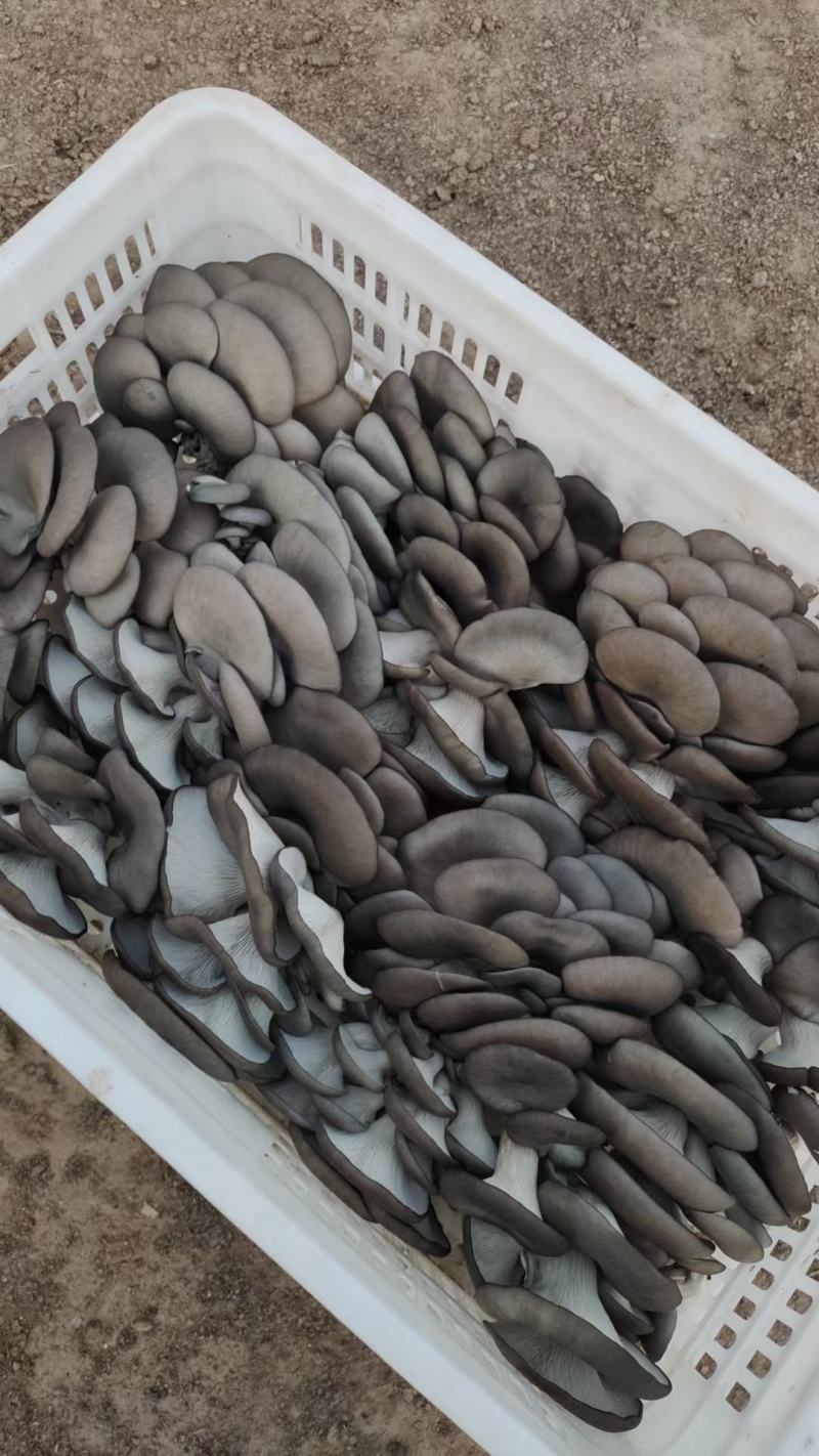 【荐】河北平菇大量上市基地发货保证质量尽快发货