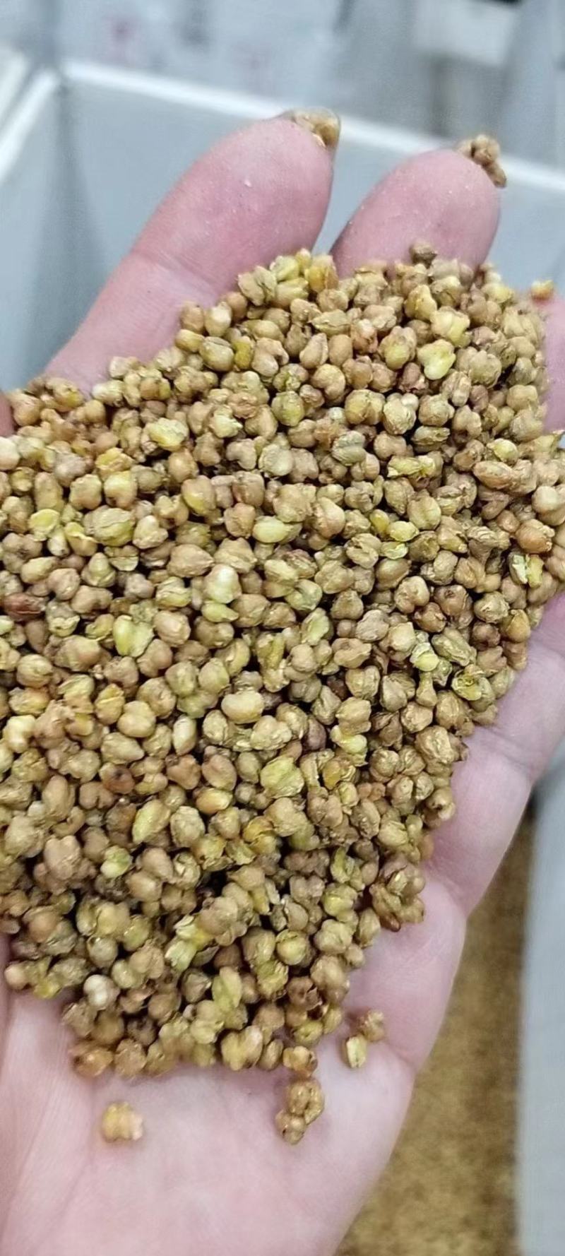 大货批发麦力士苦荞茶淡淡的麦香味儿，喝完还想喝。一手货源