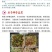 甜脆香油麦菜种子精品50克罐装农户农家庭院阳台均可种植