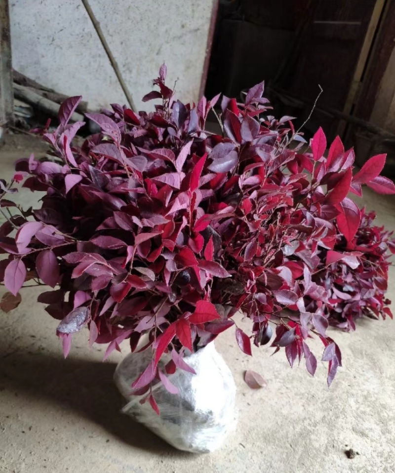 【自产自销】红花继木苗绿化工程红花继木小苗
