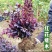 【自产自销】红花继木苗绿化工程红花继木小苗
