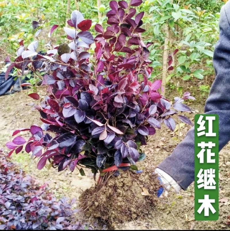 【自产自销】红花继木苗绿化工程红花继木小苗