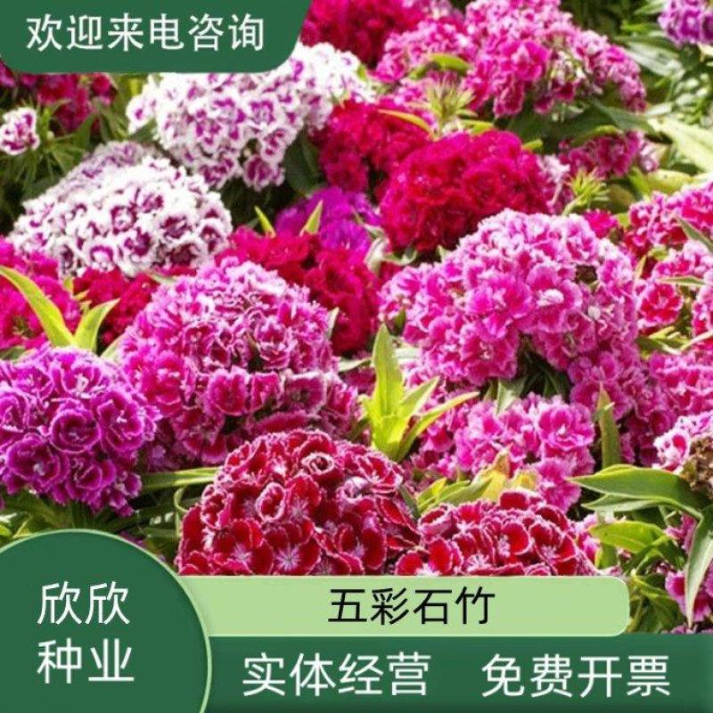 五彩石竹花种籽子常夏欧石竹初吻种子矮生石竹四季易活花种子