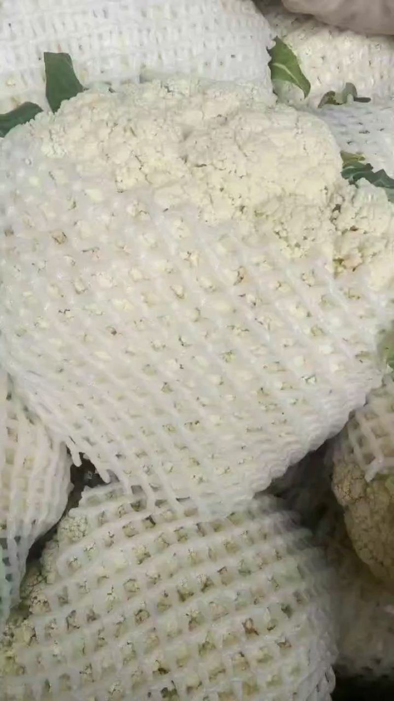 精品有机菜花基地直供货源充足