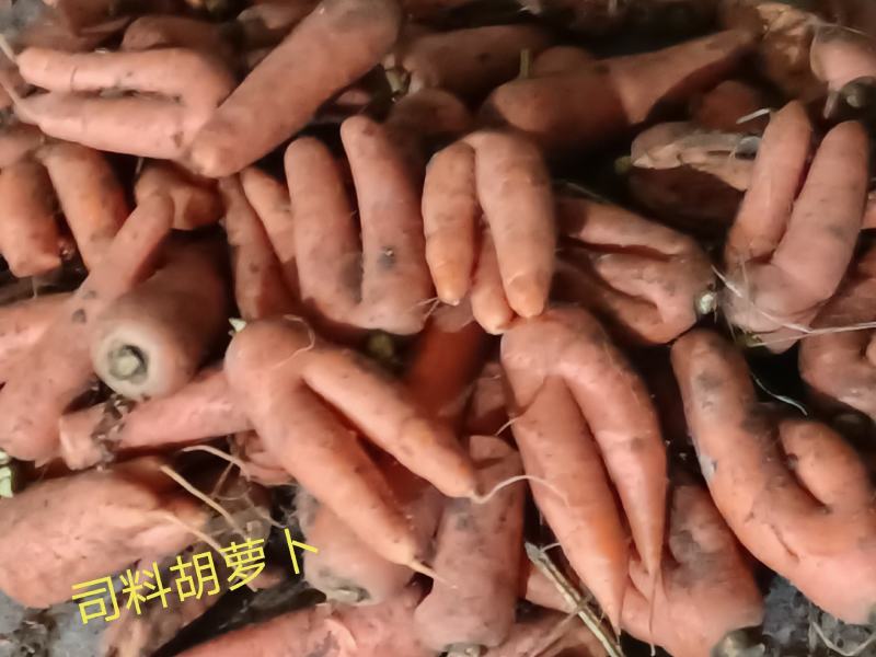优质：司料胡萝卜品质保证量大从优竭诚为您服务