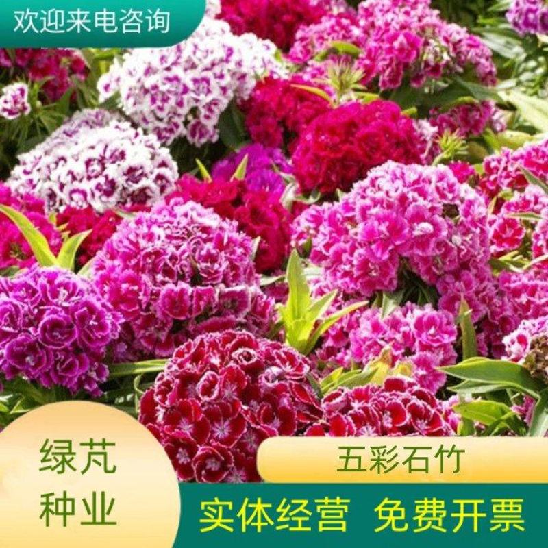 五彩石竹种子四季种混色常夏石竹美国石竹种庭院绿化观赏花种