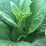 皇苔J04杂交白菜苔种子早熟50~55天基地用种菜区种植