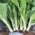 皇苔J04杂交白菜苔种子早熟50~55天基地用种菜区种植