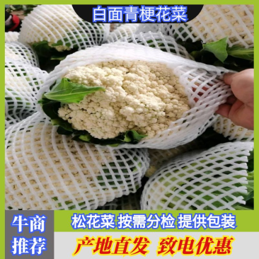青梗白花硬度好耐运输净菜毛菜上车实地看货视频看货现场订货