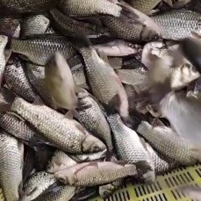 鲜活小鲫鱼常年大量有货成活率高容易养活