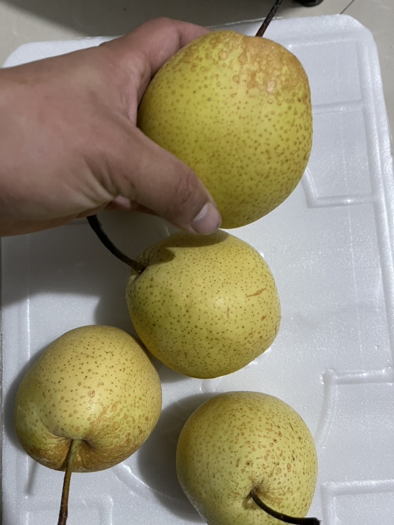 精品雪花梨，筐装，箱装，海量货源，一手货源