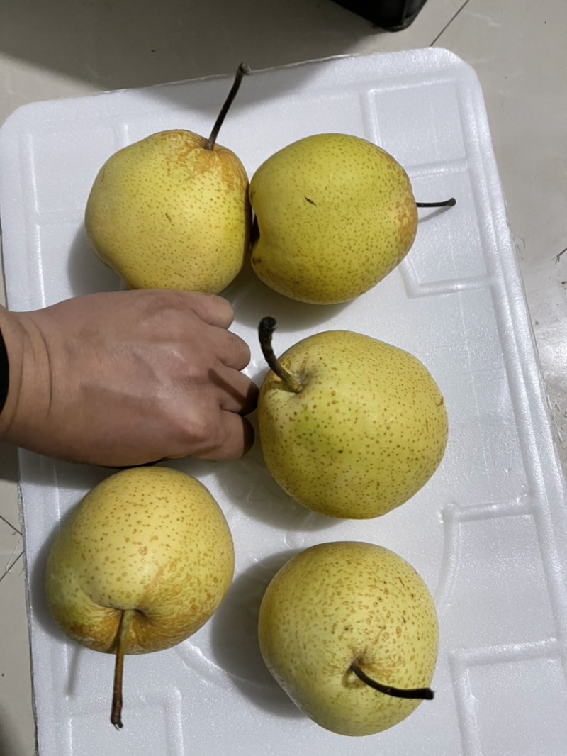 精品雪花梨，筐装，箱装，海量货源，一手货源