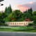 红叶李10公分，紫叶李10公分，清地处理，质量一级