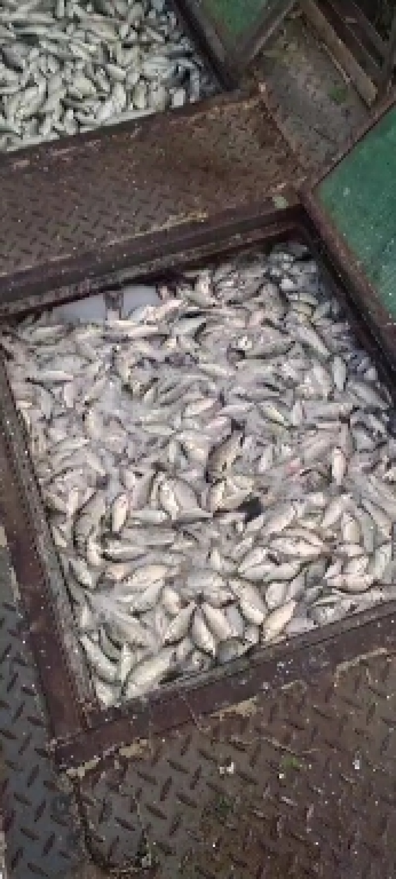 鲜活小鲫鱼常年大量有货成活率高容易养活