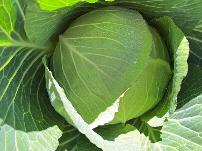 皱叶甘蓝菜的外观特写,展示其卷曲的叶片和紧实的球状结构 皱叶甘蓝菜的外观特写