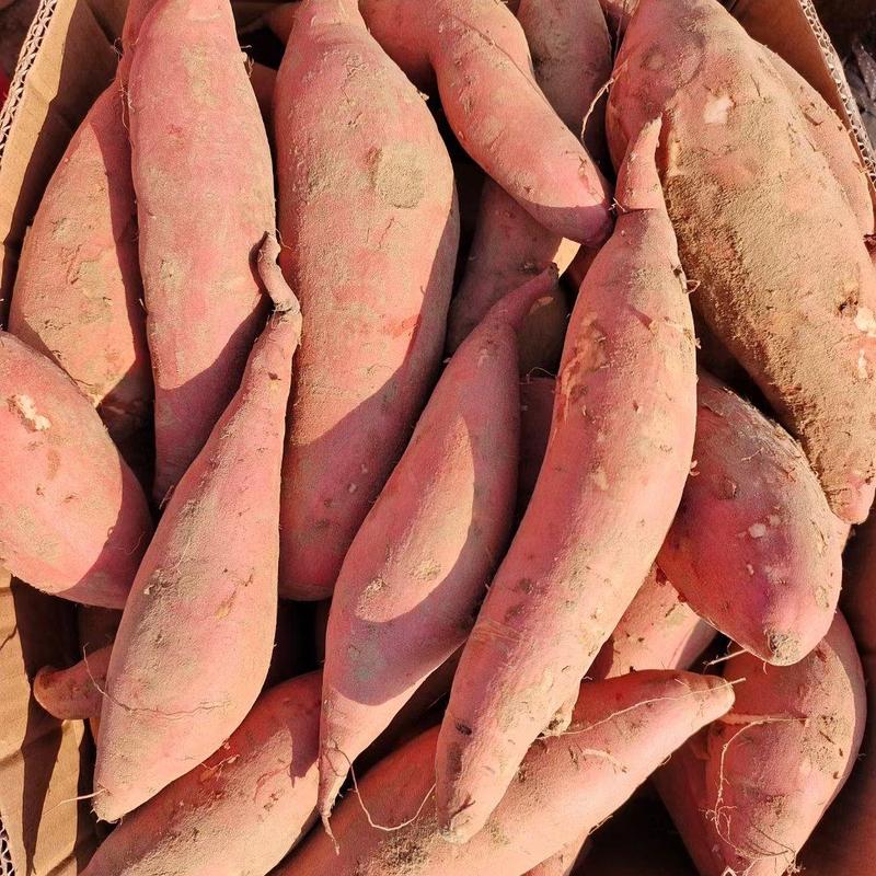 烟薯25红薯烤蜜薯地窖储存糖化发货无丝无虫眼沙地种植