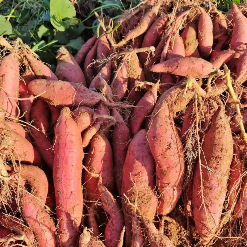烟薯25红薯烤蜜薯沙地烟薯地窖储存糖化发货无丝无虫眼沙地种植