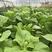 醉美杂交白菜苔种子基地用种菜区大面积种植蔬菜种子