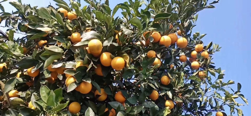 果农采摘新鲜冰糖橙