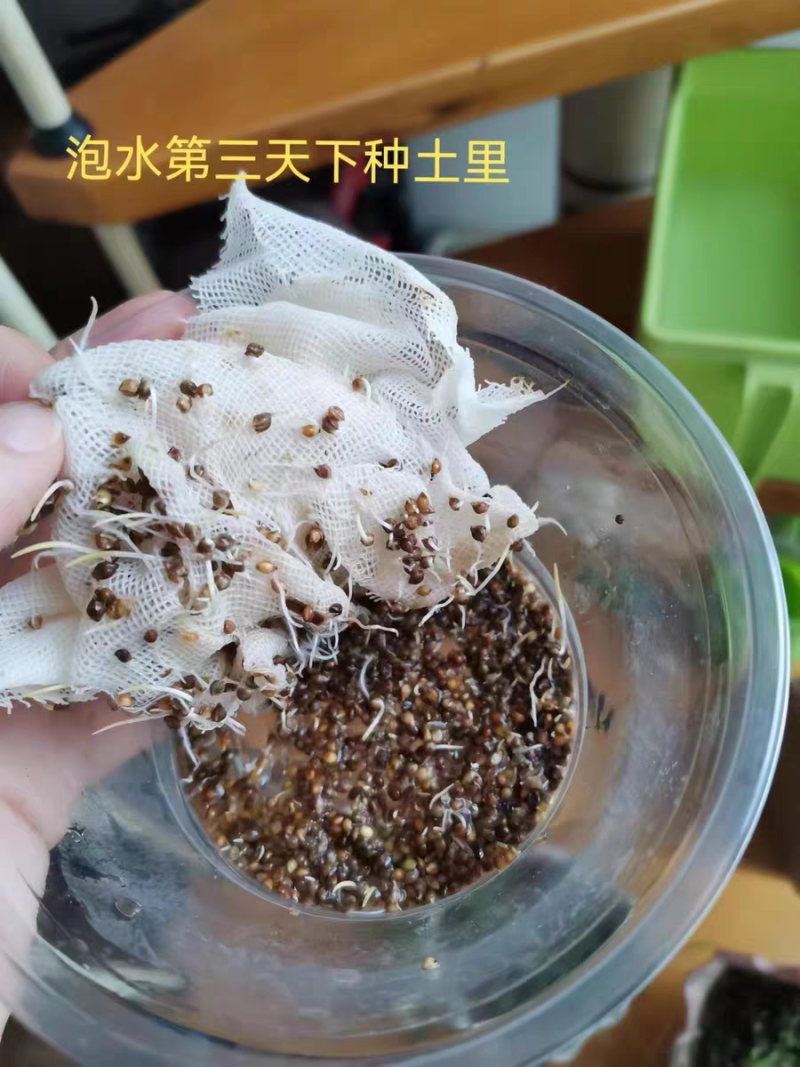小米草种子养殖水草鱼虾蟹雀叶稗湖南稷子牧草种子水草喂鱼