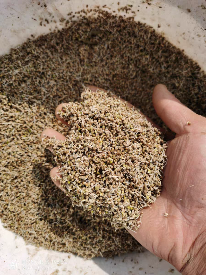 小米草种子养殖水草鱼虾蟹雀叶稗湖南稷子牧草种子水草喂鱼