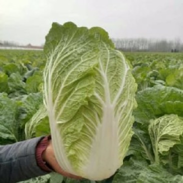 黄心大白菜，义和秋大白菜，自产直销大量有货，无中间商