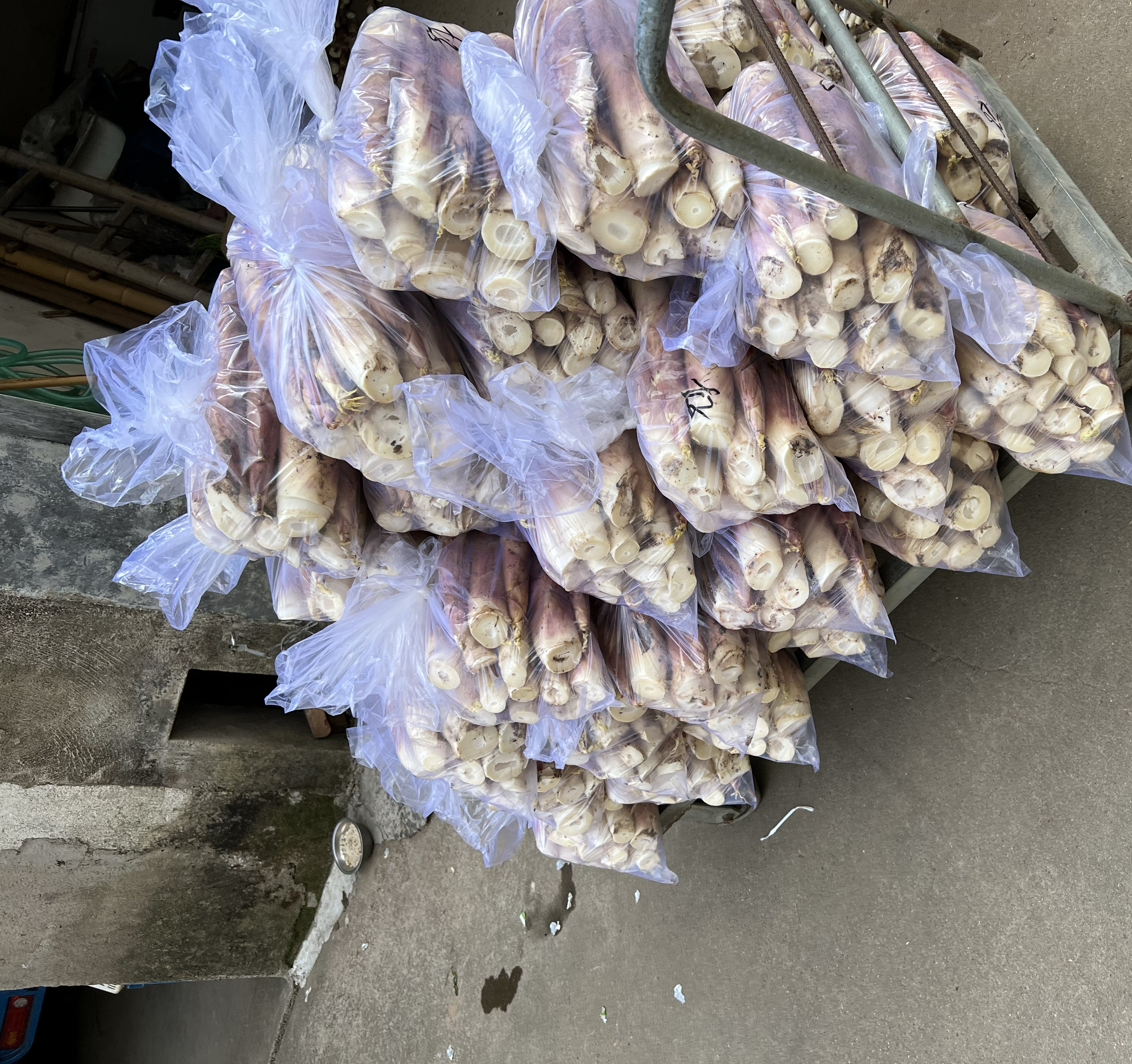 雷笋被整齐地码放在冷藏环境中进行保鲜