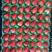 99奶油红颜草莓稳定供应对接商超电商市场价格码优惠欢迎