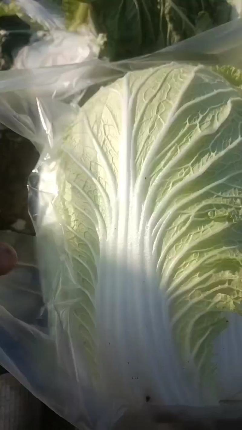 大白菜自产直销，无中间商包上车，地头价格