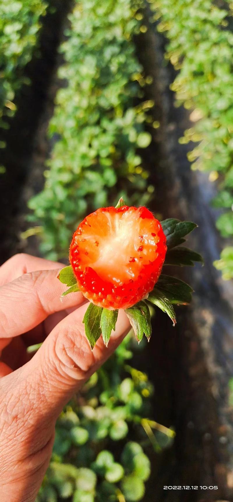 青岛甜宝草莓章姬草莓口感清甜，产地直发一件代发