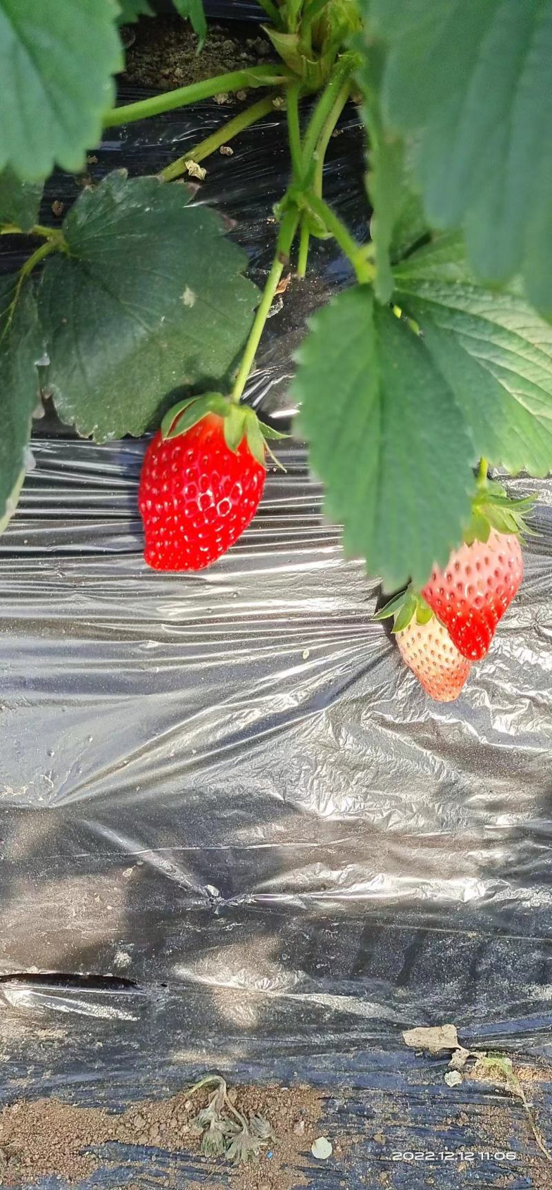 青岛甜宝草莓章姬草莓口感清甜，产地直发一件代发