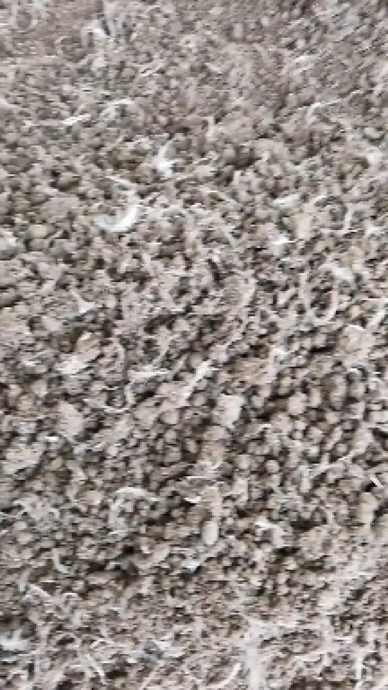 蛋鸡养殖场，烘干鸡粪